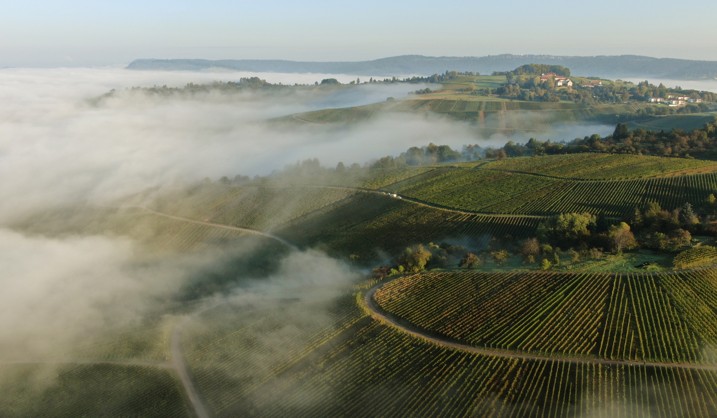 Luftaufnahme von sanften grünen Hügeln und Weinbergen, die teilweise von Morgennebel bedeckt sind, mit kurvenreichen Straßen und einer kleinen Ansammlung von Gebäuden auf einer entfernten Hügelkuppe unter einem klaren Himmel.