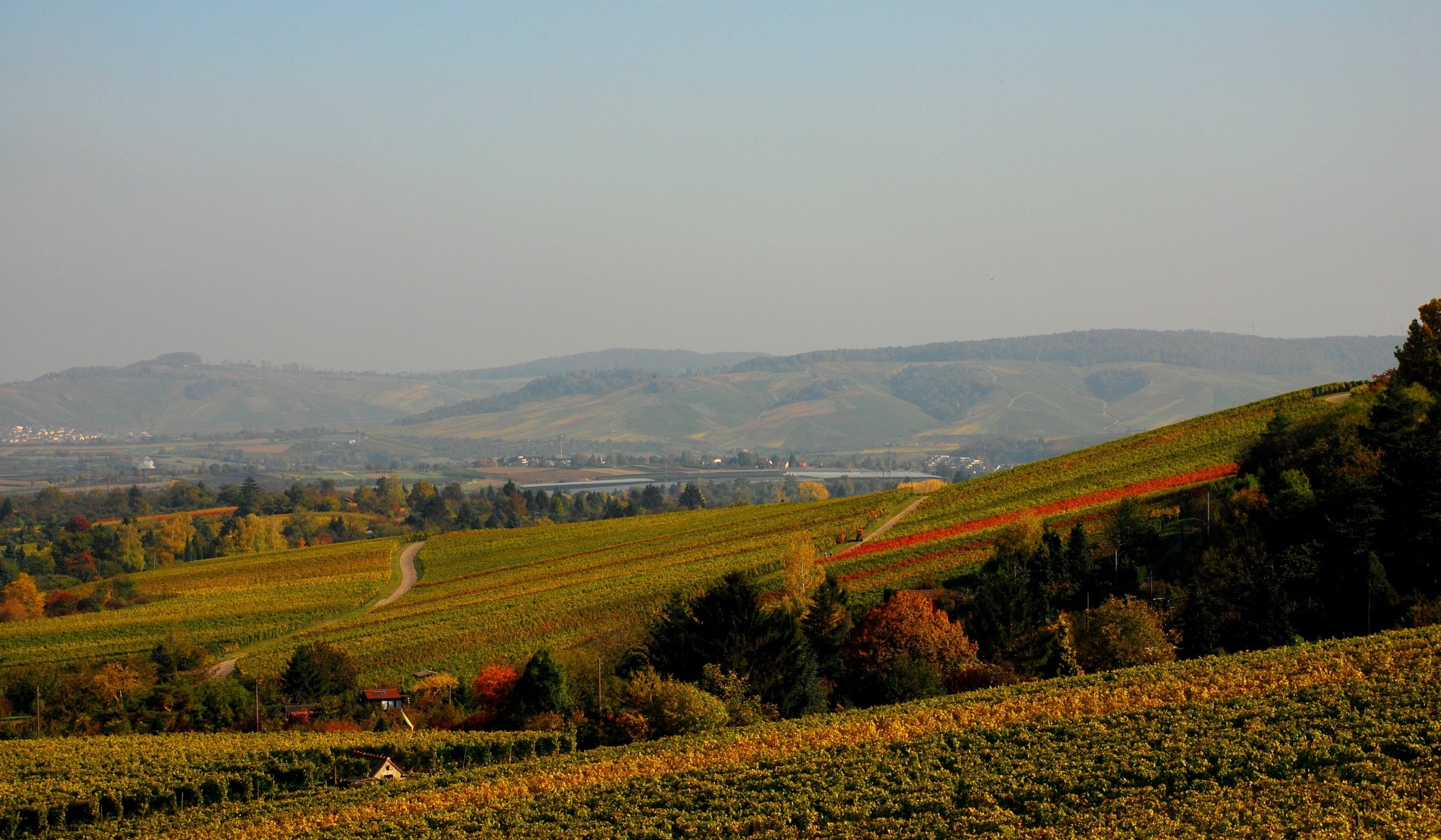 Unter einem klaren Himmel erstrecken sich Weinberge über sanfte Hügel, die von herbstlich gefärbten Bäumen gesäumt werden. Ein gewundener Weg führt durch die Felder, und im Hintergrund erheben sich ferne Berge.