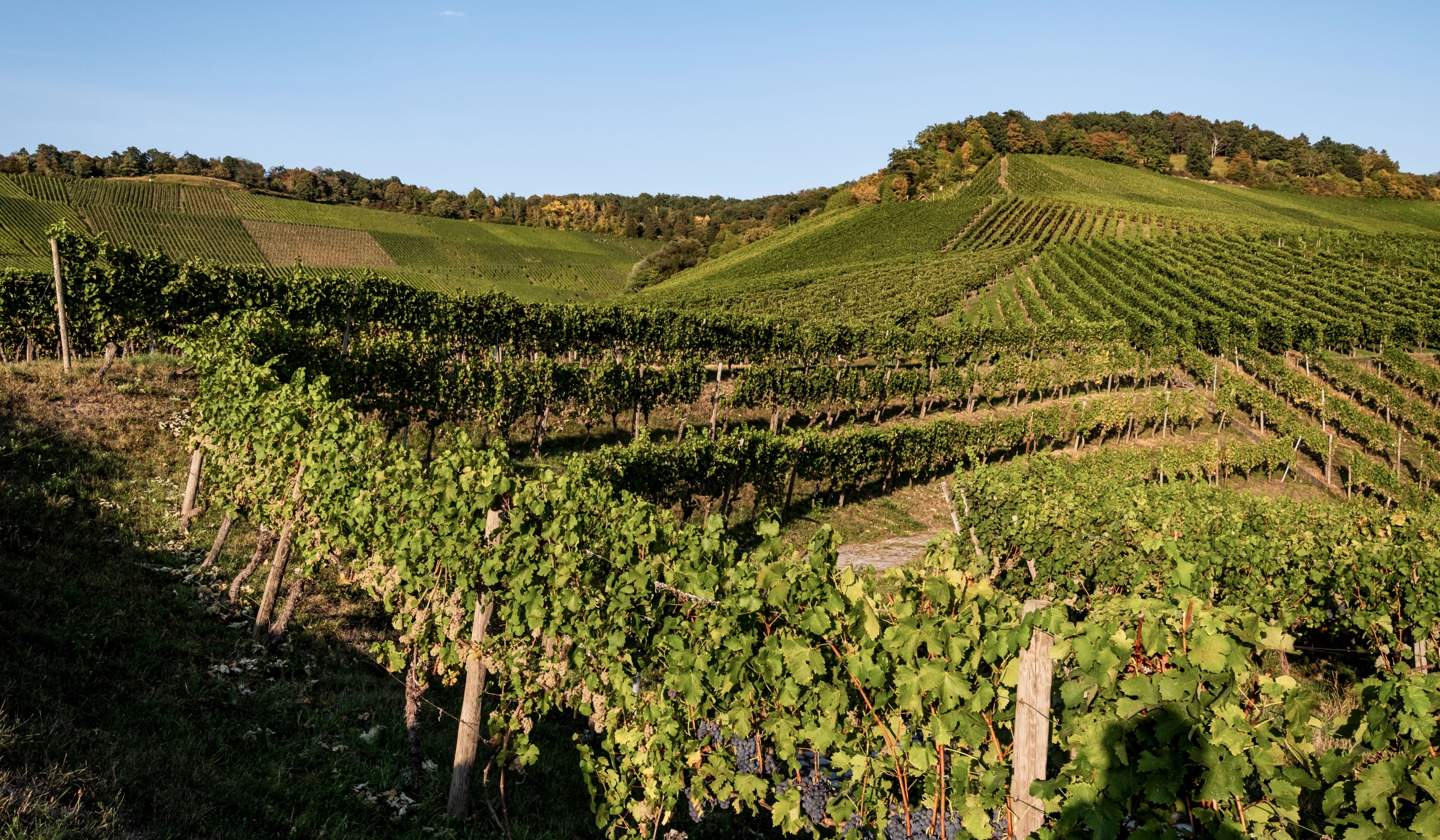 Reihen von Weinstöcken erstrecken sich über sanfte grüne Hügel unter einem klaren blauen Himmel und bilden eine üppige Weinbergslandschaft mit dichtem Laub und weit entfernten Bäumen.