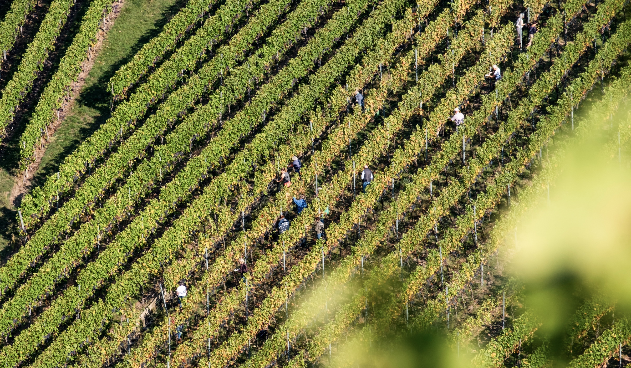 Luftaufnahme von Menschen, die in ordentlichen Reihen in einem Weinberg arbeiten, umgeben von grünen Weinstöcken, wobei das Sonnenlicht Schatten auf die Landschaft wirft.
